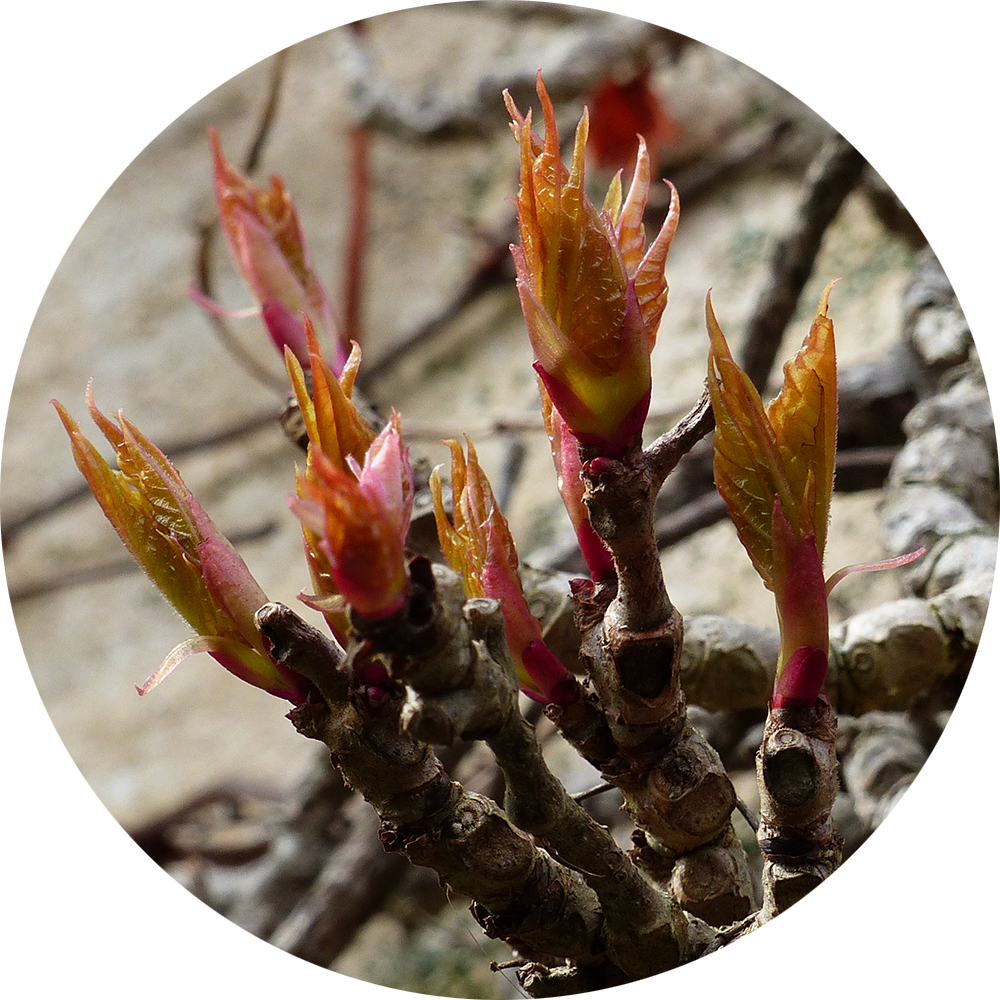 Bourgeon de vigne vierge