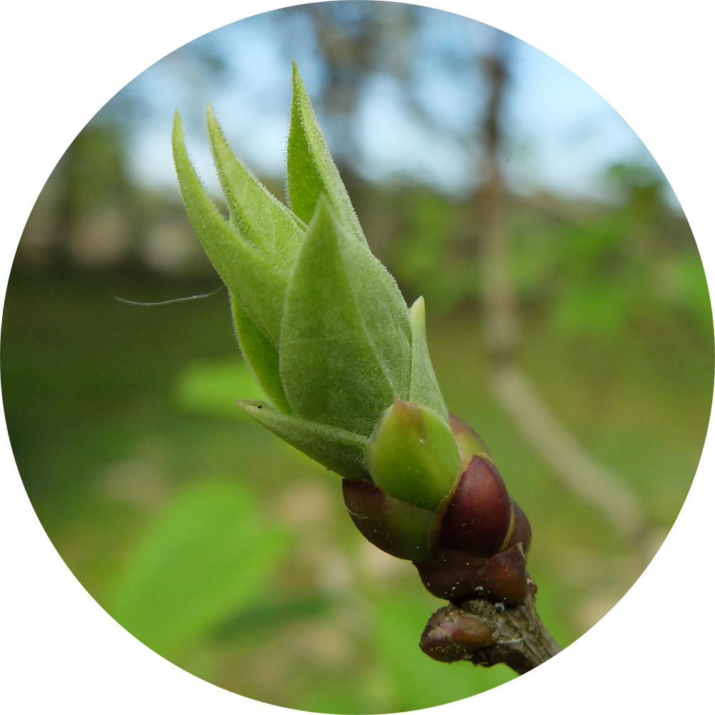 Bourgeon de lilas