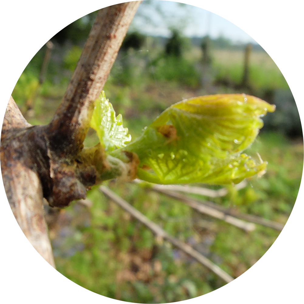 Bourgeon de vigne