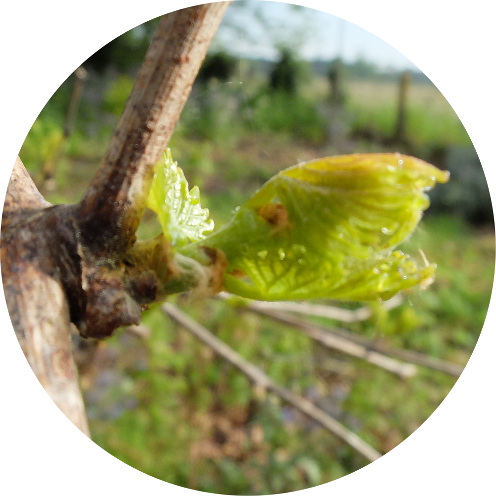 Bourgeon de vigne